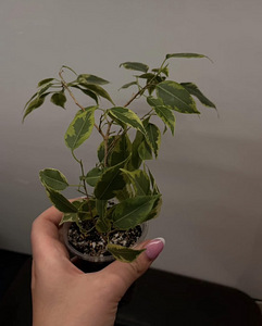 Растение Ficus benjamina golden king (1 фото из 2)