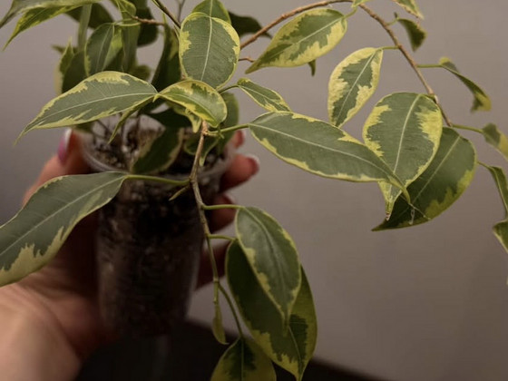 Taim Ficus benjamina golden king