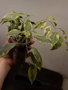 Растение Ficus benjamina golden king (2 фото из 2)