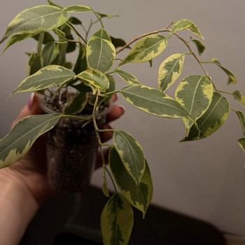 Растение Ficus benjamina golden king