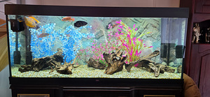 Müüa Juwel Rio 450 LED akvaarium (4 foto / 4)