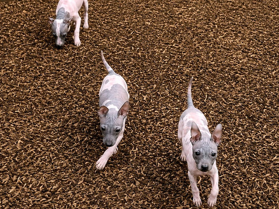 Exotic puppies