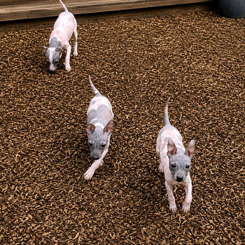 Exotic puppies