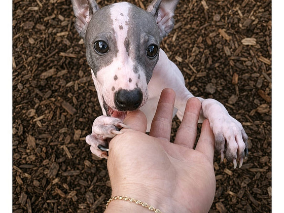 Exotic puppies