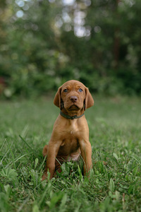 Vizsla / Ungari lühikarvalise linnukoera kutsikad (2 foto / 4)