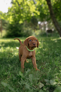 Vizsla / Ungari lühikarvalise linnukoera kutsikad (3 foto / 4)