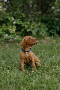 Vizsla / Ungari lühikarvalise linnukoera kutsikad (4 foto / 4)