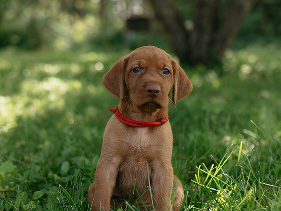 Vizsla / Ungari lühikarvalise linnukoera kutsikad