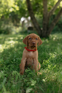 Vizsla / Ungari lühikarvalise linnukoera kutsikad (1 foto / 4)