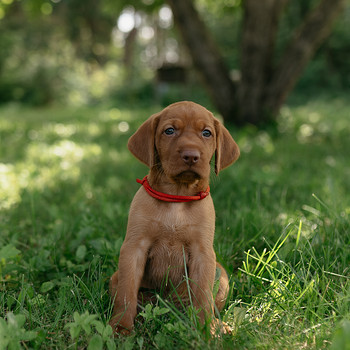 Vizsla / Ungari lühikarvalise linnukoera kutsikad