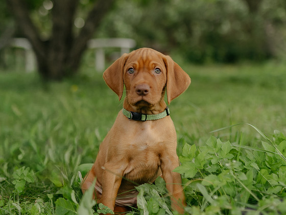 Vizsla / Ungari lühikarvalise linnukoera kutsikad
