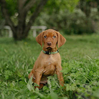 Vizsla / Ungari lühikarvalise linnukoera kutsikad