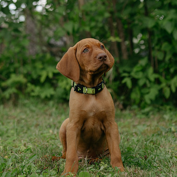 Щенки венгерской короткошёрстной легавой (Vizsla)