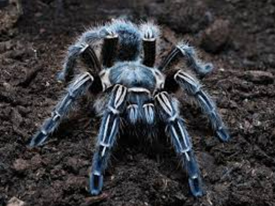 Aphonopelma seemanni тарантул
