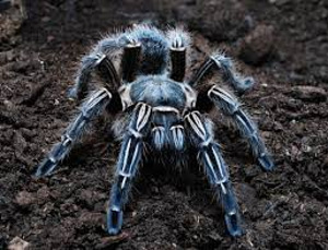 Aphonopelma seemanni tarantuls (1 foto no 1)