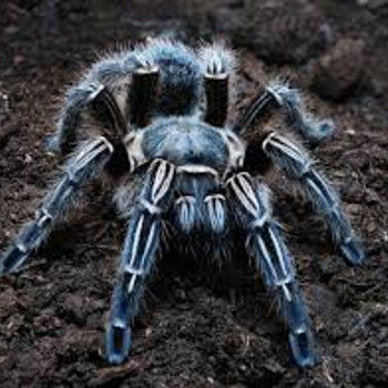 Aphonopelma seemanni tarantuls