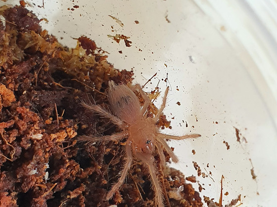 Lasiodora Sazimai тарантул