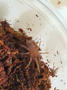 Lasiodora Sazimai tarantuls (1 foto no 1)