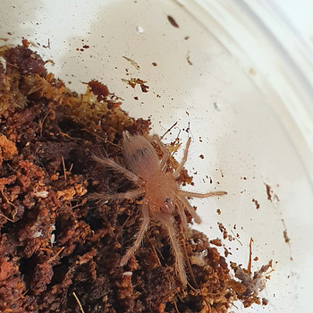 Lasiodora Sazimai tarantuls