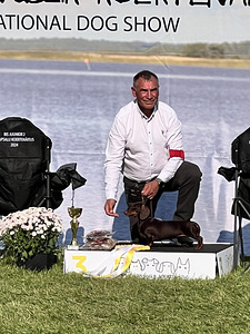 Lühikarvalise küülikutaksi kutsikas. (7 foto / 10)
