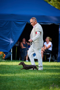 Lühikarvalise küülikutaksi kutsikas. (9 foto / 10)