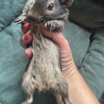 Merisiga