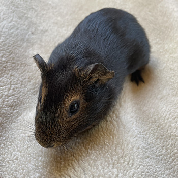 Merisiga