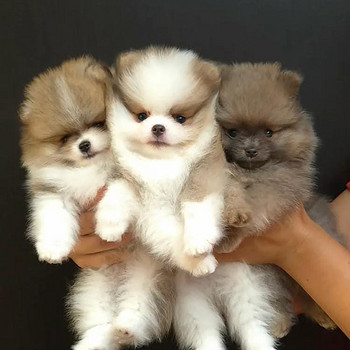 Armsad väikesed pomeranian kutsikad