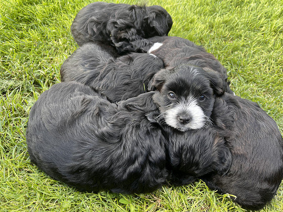 Imearmsad maltipoo kutsikad otsivad oma päriskodu!