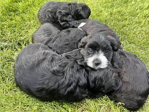 Imearmsad maltipoo kutsikad otsivad oma päriskodu! (1 foto / 7)