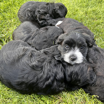 Imearmsad maltipoo kutsikad otsivad oma päriskodu!