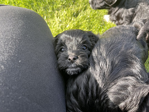 Imearmsad maltipoo kutsikad otsivad oma päriskodu! (3 foto / 7)