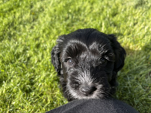 Imearmsad maltipoo kutsikad otsivad oma päriskodu! (4 foto / 7)