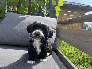 Imearmsad maltipoo kutsikad otsivad oma päriskodu! (5 foto / 7)
