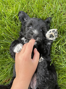 Imearmsad maltipoo kutsikad otsivad oma päriskodu! (6 foto / 7)