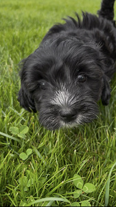 Imearmsad maltipoo kutsikad otsivad oma päriskodu! (7 foto / 7)