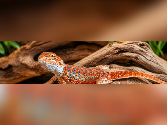 Habeagaami beebi koos suure terraariumiga