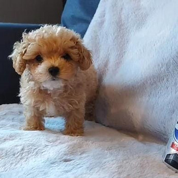 Крошечные щенки Maltipoo той-пуделя