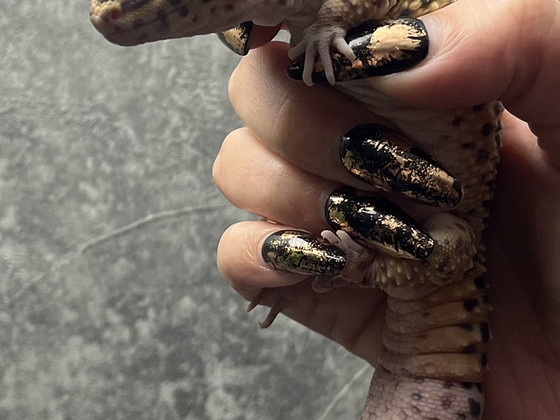 Isane Leopardgeko 5a