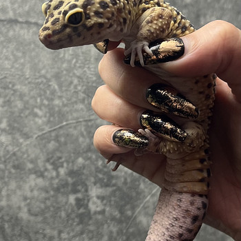 Isane Leopardgeko 5a