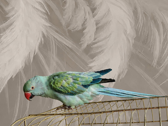 Ожереловый попугай - indian ringneck
