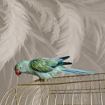 Ожереловый попугай - indian ringneck