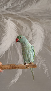 Ожереловый попугай - indian ringneck (2 фото из 2)