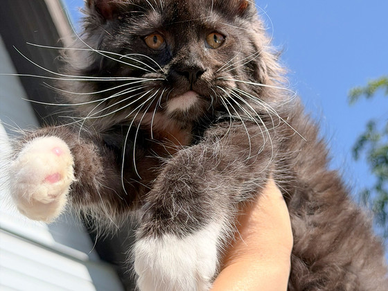 Mainecoon kitten