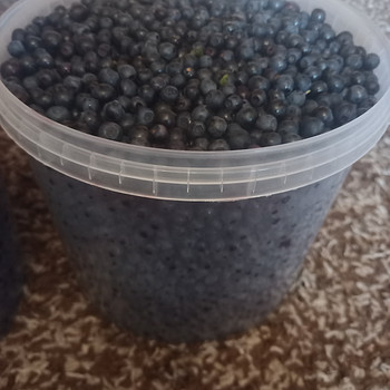 Mustikas