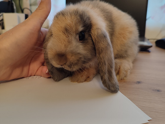Küülik