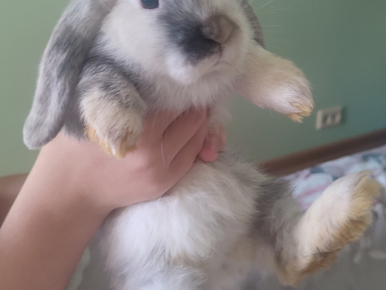 Küülik
