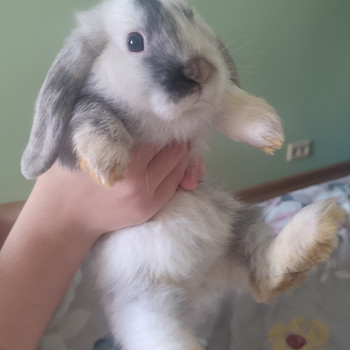 Кролик