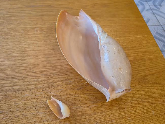 Ракушка морская