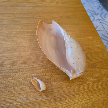 Merikarp